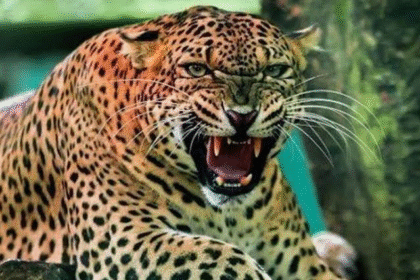 Leopard attack in Rudraprayag
